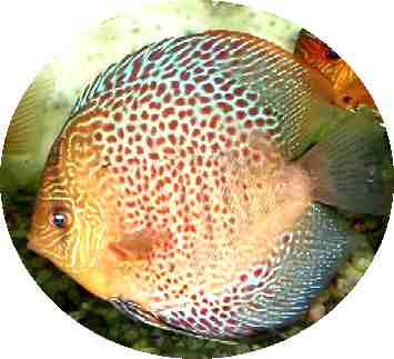 Red Leopard Snakeskin Discus - 2 inch